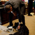 В своей победной речи в ночь своего избрания Барак Обама пообещал, что купит своим дочерям собаку, когда они поселятся в Белом доме. Однако выбор собаки затянулся из-за аллергии Малии на собачью шерсть. . Фото: © Фото: White House/Pete Souza .